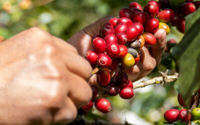 Relatório internacional aponta trabalho escravo em plantações de café em Minas Gerais